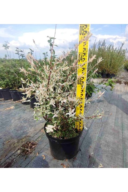 Ива цельнолистая Хакуро-Нишики - 5л/вис.25-35см/Ø25-30см